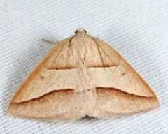 Common Petrophora Moth thumbnail 4
