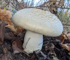 Macro Mushroom thumbnail 4