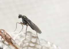 Clinocera lineata thumbnail 3