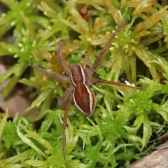 Dolomedes striatus thumbnail 3