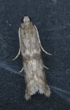 Mediterranean Flour Moth thumbnail 3