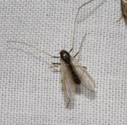 Paratendipes duplicatus