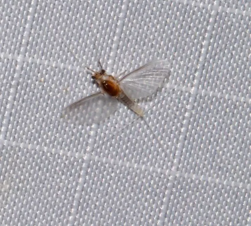Caenis latipennis