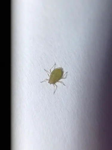 Green Peach Aphid