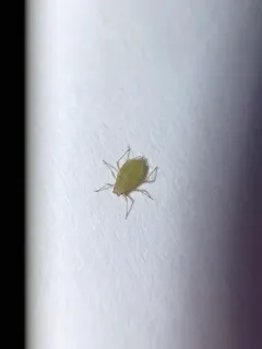 Green Peach Aphid thumbnail 1