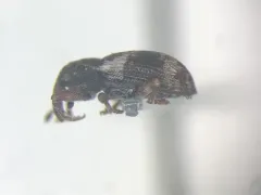 Proctorus decipiens thumbnail 1