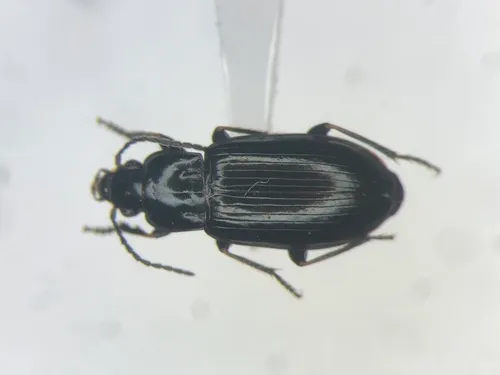 Uniform Harp Ground Beetle