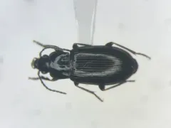 Uniform Harp Ground Beetle thumbnail 1