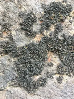 Shaly Jelly Lichen thumbnail 3