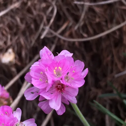 Sea Thrift