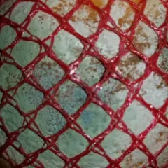 citrus blue mold thumbnail 2