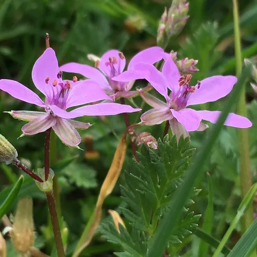 Redstem Stork's-bill