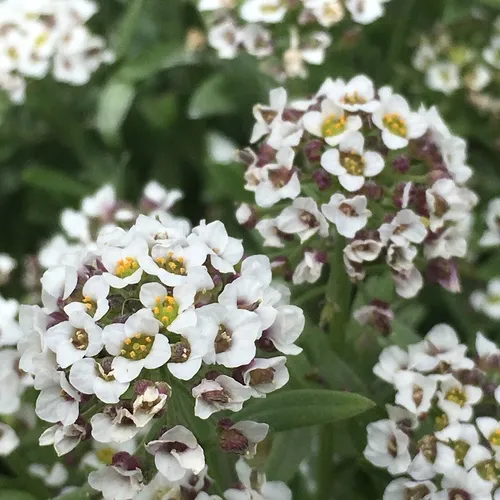 sweet alyssum