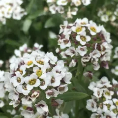 sweet alyssum thumbnail 1