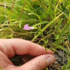 Nova Scotia False Foxglove thumbnail 4