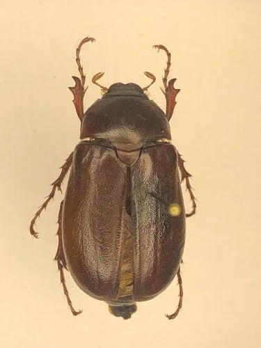 Phyllophaga drakii