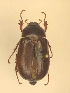Phyllophaga drakii thumbnail 1