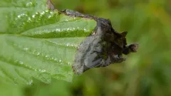 Agromyza reptans thumbnail 2