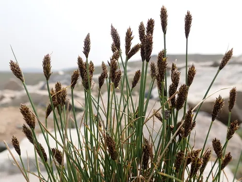 Pyrenean Sedge