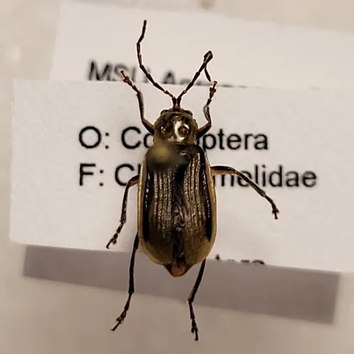 Western Corn Rootworm