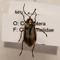 Western Corn Rootworm thumbnail 1