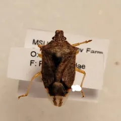 Spined Soldier Bug thumbnail 3