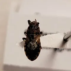 Phlegyas abbreviatus thumbnail 2