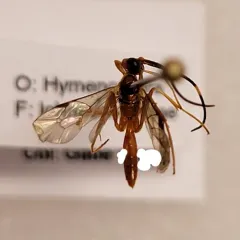 Polytribax pallescens thumbnail 4