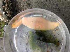 Echiurus sitchaensis thumbnail 4