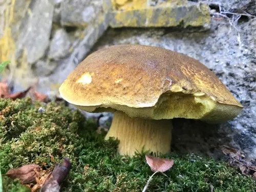 Summer Bolete