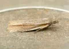 Eucosma ambodaidaleia thumbnail 4