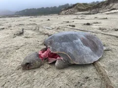 Olive Ridley Sea Turtle thumbnail 4