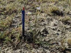 Alkali Marsh Aster thumbnail 3