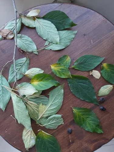 Lleyn Cotoneaster