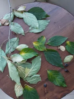 Lleyn Cotoneaster thumbnail 1