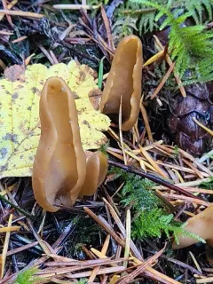 Otidea leporina thumbnail 2