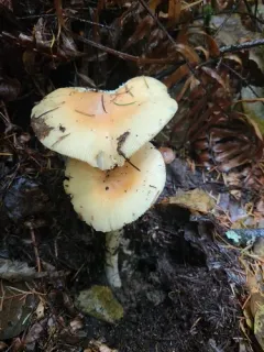 Orange Grisette thumbnail 3
