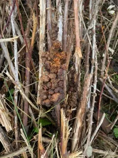 Agrobacterium rubi thumbnail 2
