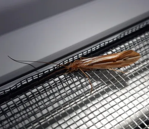 Subboreal Northern Caddisfly