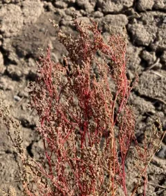 desert goosefoot thumbnail 3