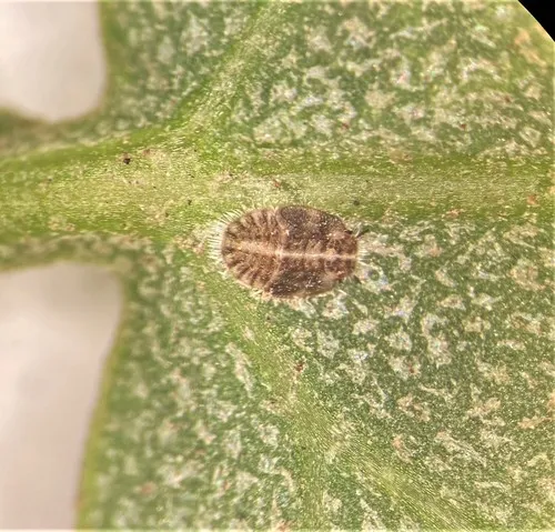 Heterotrioza chenopodii