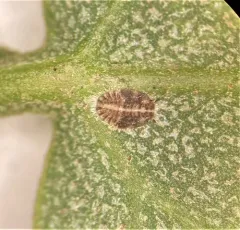 Heterotrioza chenopodii thumbnail 1
