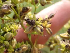 Asphondylia thalictri thumbnail 2