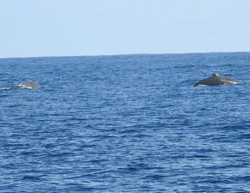 Baird's Beaked Whale
