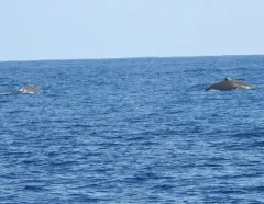 Baird's Beaked Whale thumbnail 1