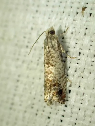 Epinotia rectiplicana