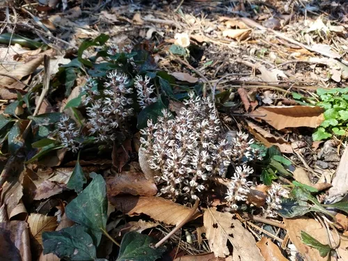 Allegheny Spurge