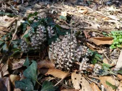 Allegheny Spurge thumbnail 1