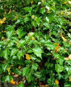 Canary Islands Ivy thumbnail 4