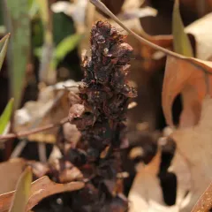 American cancer-root thumbnail 2